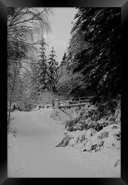 Lonely Woods Framed Print by john maclean