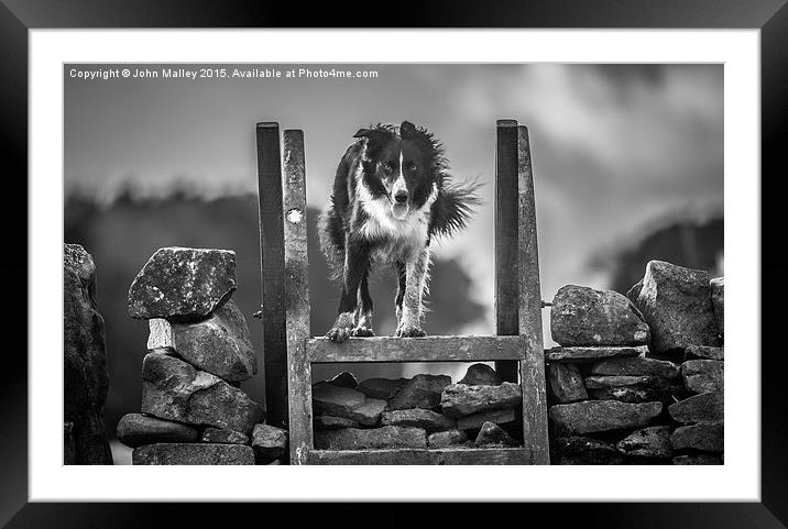  Border Collie Essence Framed Mounted Print by John Malley