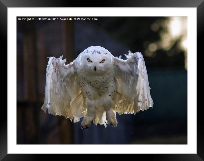  snowy owl Framed Mounted Print by Brett watson