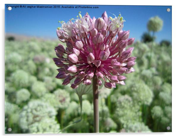 Beautiful Onion flower, Acrylic by Ali asghar Mazinanian