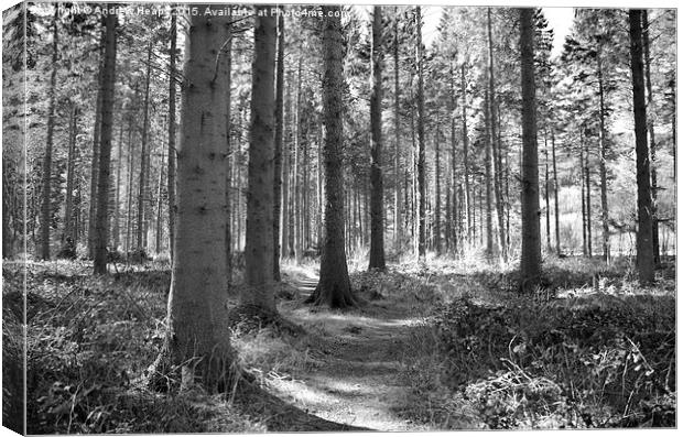  Enchanted Forest Path In Welshpool area Canvas Print by Andrew Heaps
