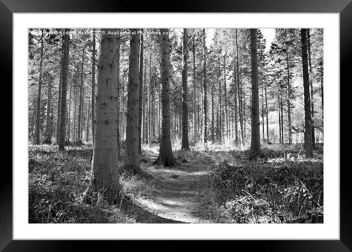  Enchanted Forest Path In Welshpool area Framed Mounted Print by Andrew Heaps