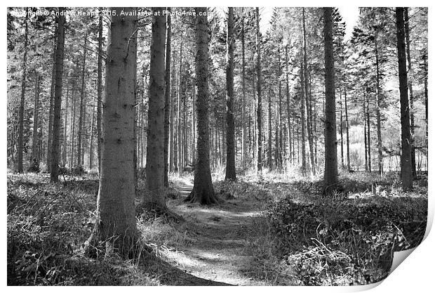  Enchanted Forest Path In Welshpool area Print by Andrew Heaps