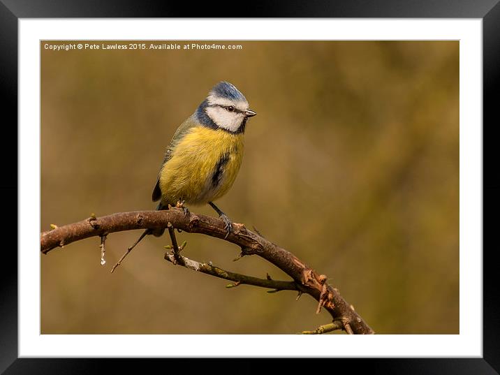  Blue Tit (Cyanistes caeruleus) Framed Mounted Print by Pete Lawless