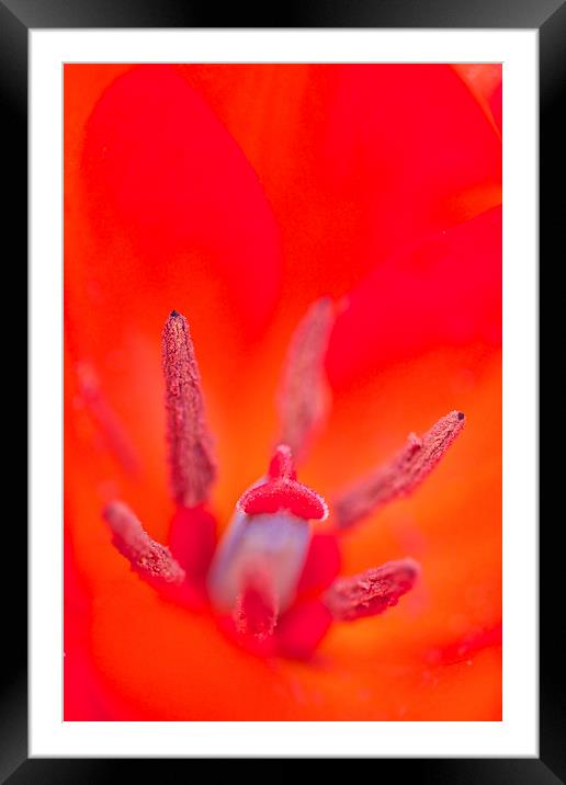  Red Flower Framed Mounted Print by Paul Williams