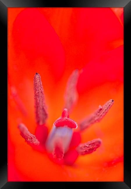  Red Flower Framed Print by Paul Williams