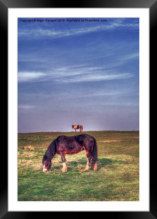  Ponies on Harlow Common Framed Mounted Print by Nigel Bangert