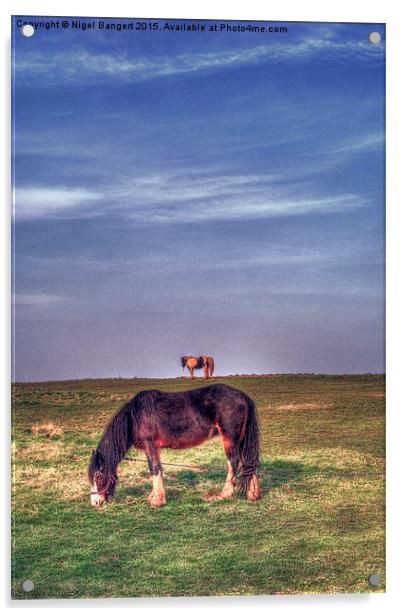  Ponies on Harlow Common Acrylic by Nigel Bangert
