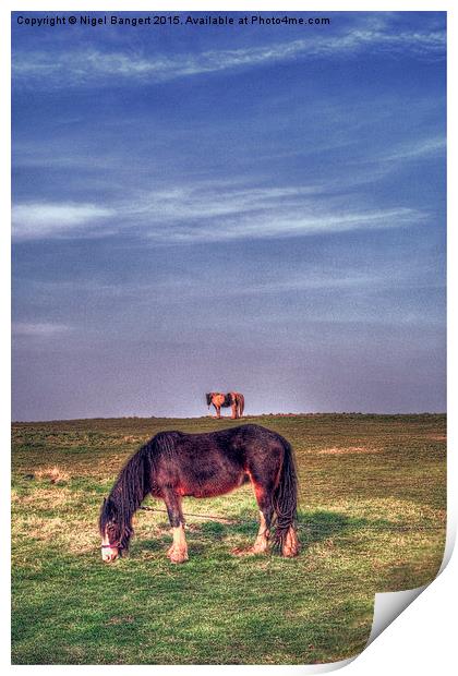  Ponies on Harlow Common Print by Nigel Bangert