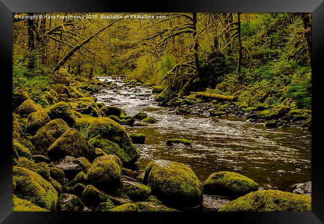  Oregon Rainforest Framed Print by Hans Franchesco