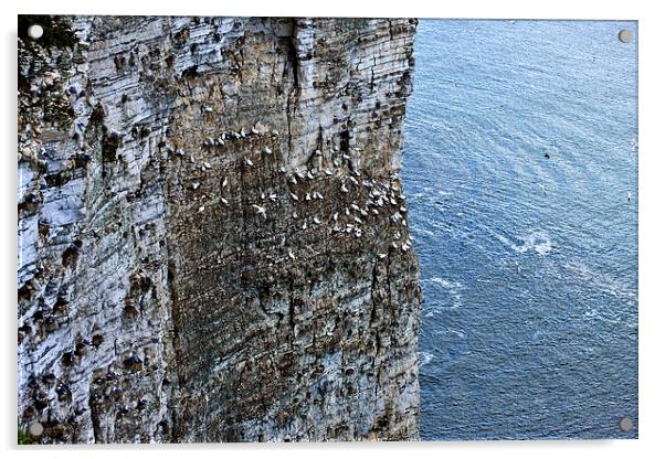  Gannets and Gulls Acrylic by LIZ Alderdice