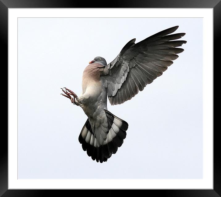 Reach For The Skies Framed Mounted Print by Trevor White