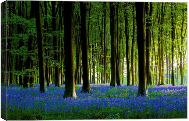 Bluebell Wood Canvas Print by Oxon Images