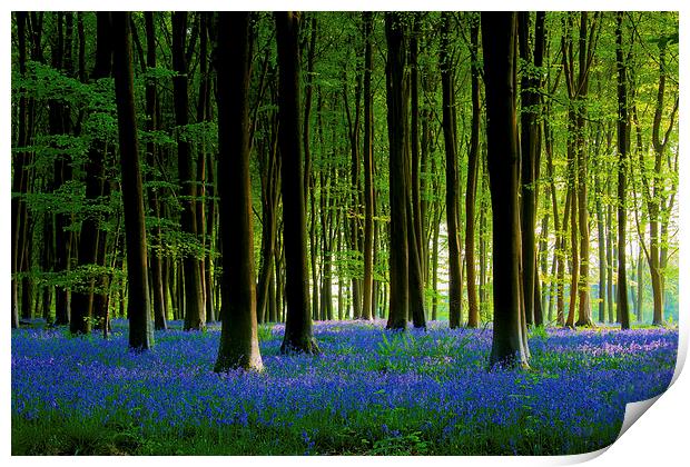 Bluebell Wood Print by Oxon Images