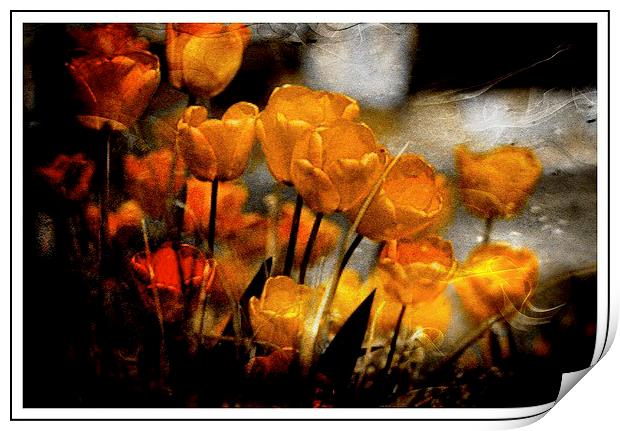  Tulips in bloom Print by sylvia scotting