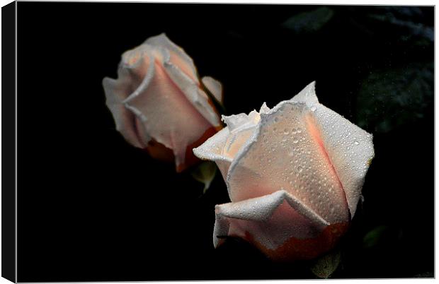  Rose pink beauty Canvas Print by sylvia scotting