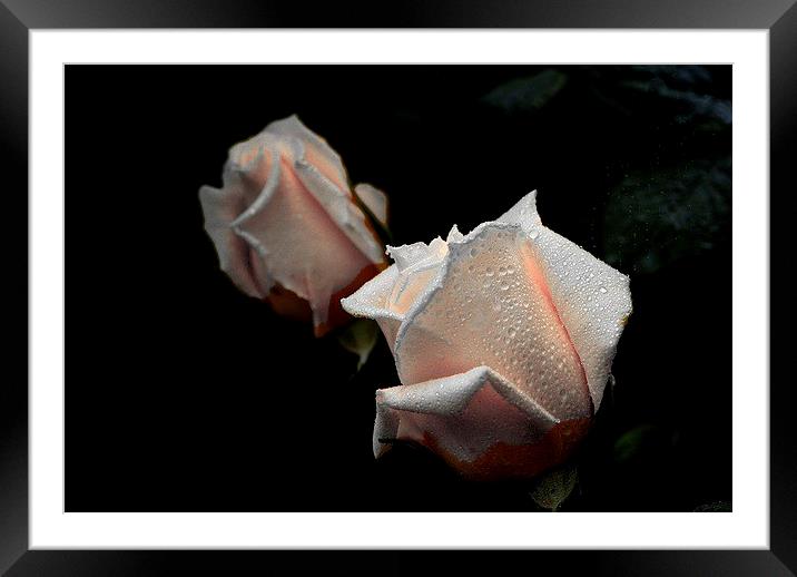  Rose pink beauty Framed Mounted Print by sylvia scotting
