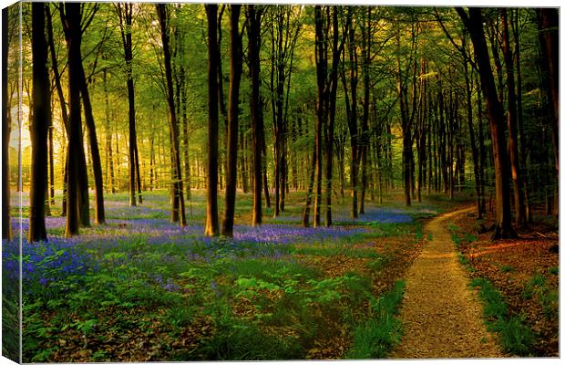  Bluebell wood path and sunset Canvas Print by Oxon Images