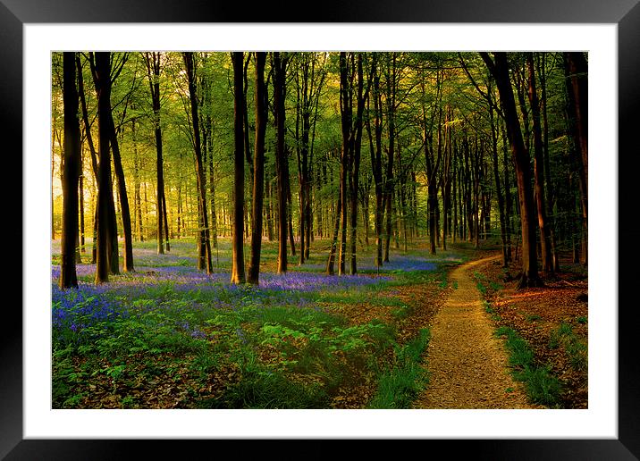  Bluebell wood path and sunset Framed Mounted Print by Oxon Images
