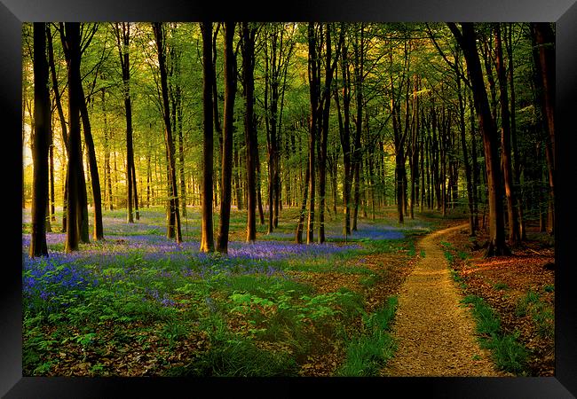  Bluebell wood path and sunset Framed Print by Oxon Images