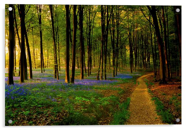  Bluebell wood path and sunset Acrylic by Oxon Images