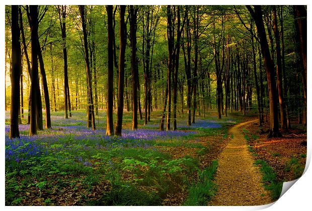  Bluebell wood path and sunset Print by Oxon Images