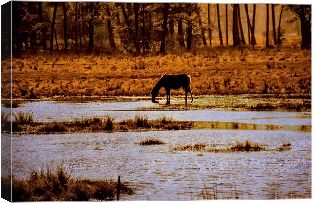  Horse Silhouetted Canvas Print by Tom and Dawn Gari