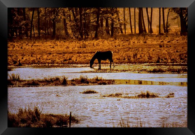  Horse Silhouetted Framed Print by Tom and Dawn Gari