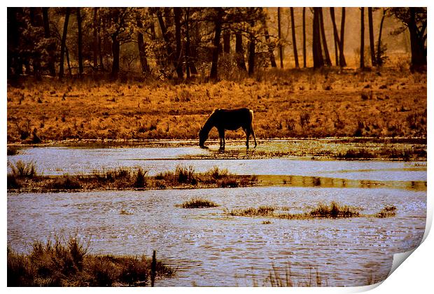  Horse Silhouetted Print by Tom and Dawn Gari