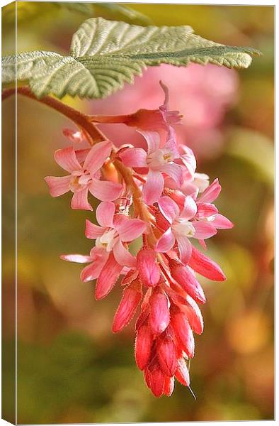 PINK BEAUTY Canvas Print by len milner