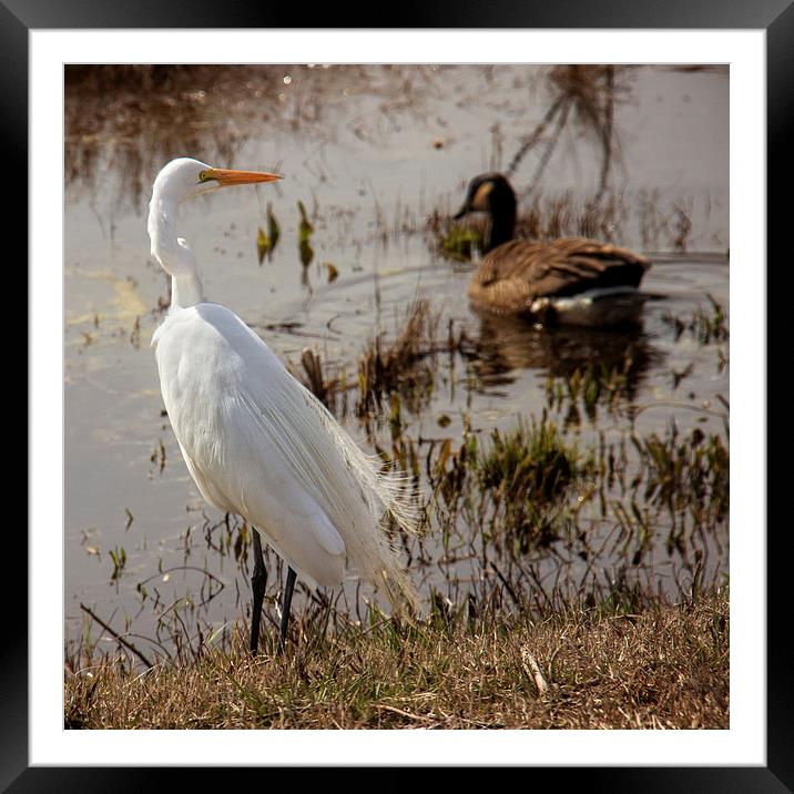  Egret by the Water Framed Mounted Print by Tom and Dawn Gari