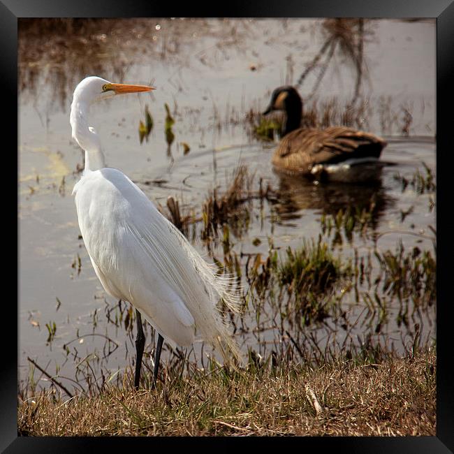  Egret by the Water Framed Print by Tom and Dawn Gari