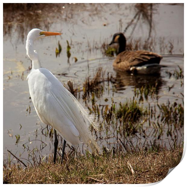  Egret by the Water Print by Tom and Dawn Gari