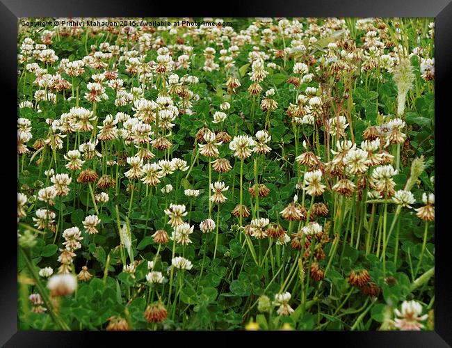  Little Flowers. Framed Print by Prithivi Maharjan