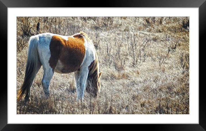  Wild Horse Panoramic Framed Mounted Print by Tom and Dawn Gari