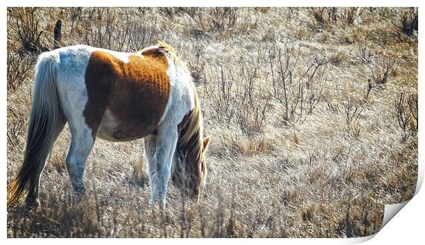  Wild Horse Panoramic Print by Tom and Dawn Gari