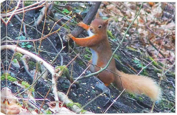  RED SQUIRREL Canvas Print by Anthony Kellaway
