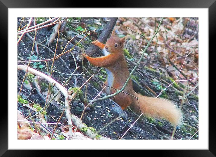  RED SQUIRREL Framed Mounted Print by Anthony Kellaway