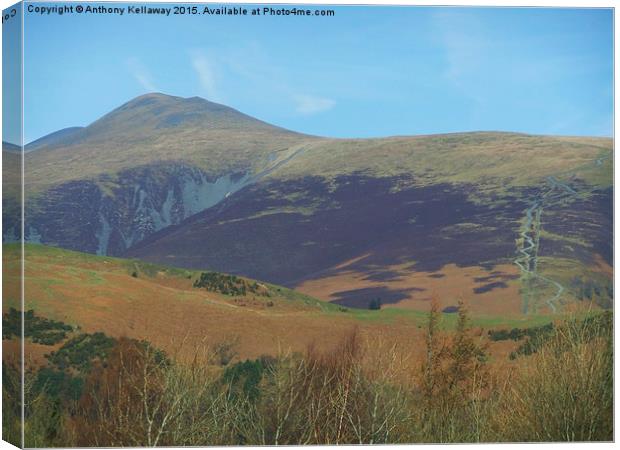  SKIDDAW AND JENKIN HILL Canvas Print by Anthony Kellaway