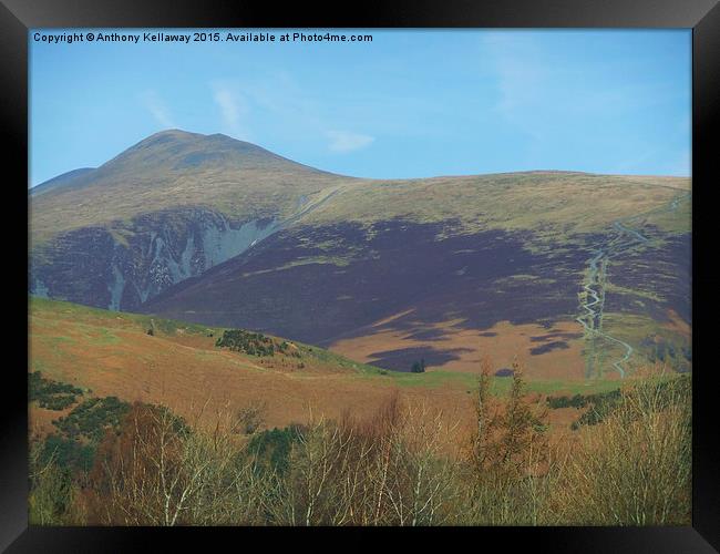  SKIDDAW AND JENKIN HILL Framed Print by Anthony Kellaway