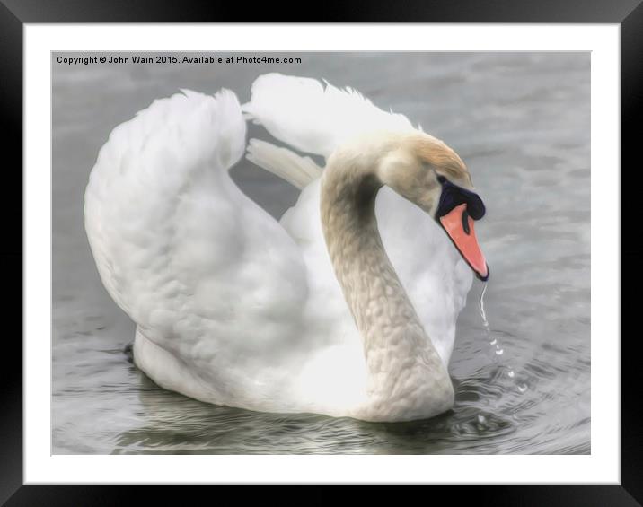 Swan on the Marine Lake Framed Mounted Print by John Wain