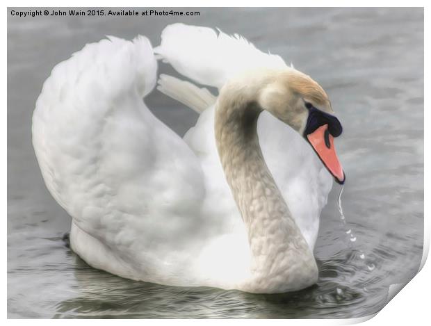 Swan on the Marine Lake Print by John Wain