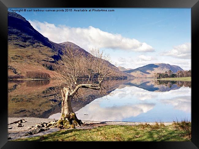  Buttermere Lone Tree Framed Print by carl barbour canvas