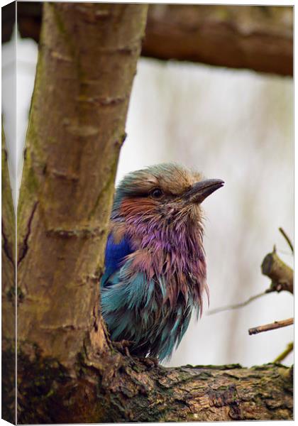  Lilac Breasted Roller Canvas Print by Andy Heap