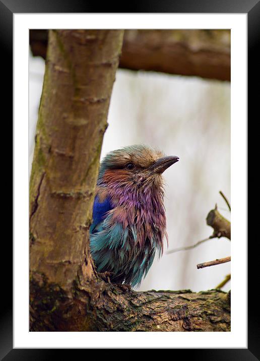  Lilac Breasted Roller Framed Mounted Print by Andy Heap