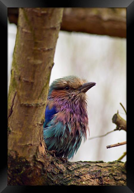  Lilac Breasted Roller Framed Print by Andy Heap