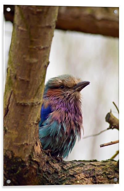  Lilac Breasted Roller Acrylic by Andy Heap