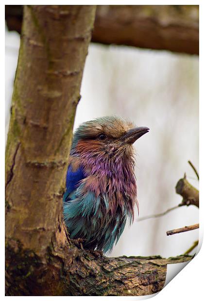  Lilac Breasted Roller Print by Andy Heap