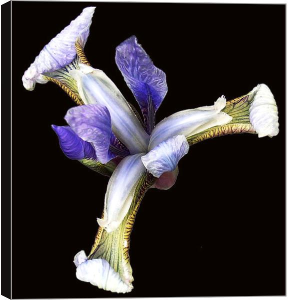 Iris in Bloom  Canvas Print by james balzano, jr.