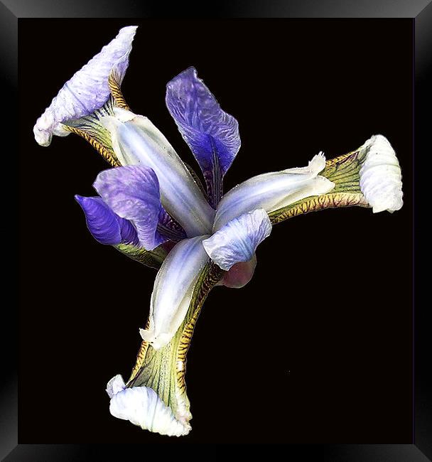 Iris in Bloom  Framed Print by james balzano, jr.